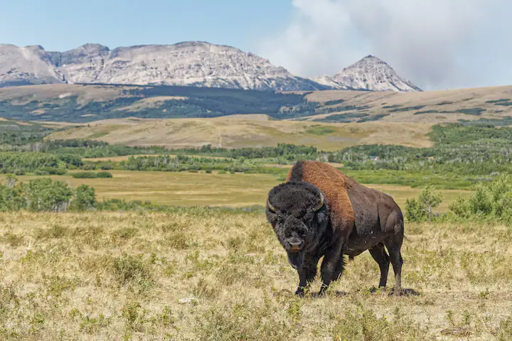 American Buffalo