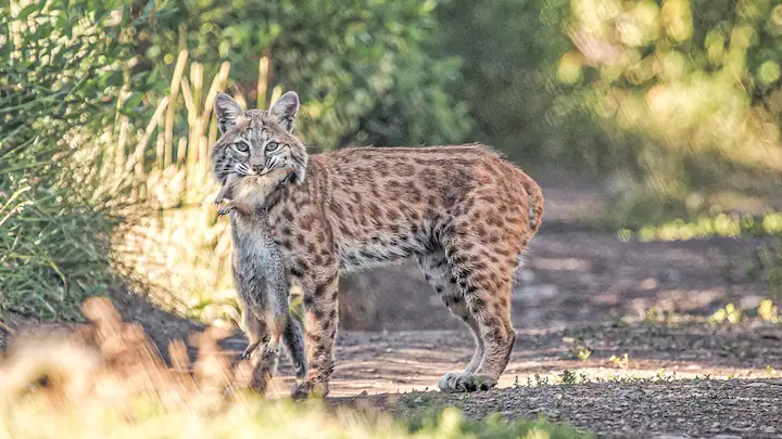 Native bobcat